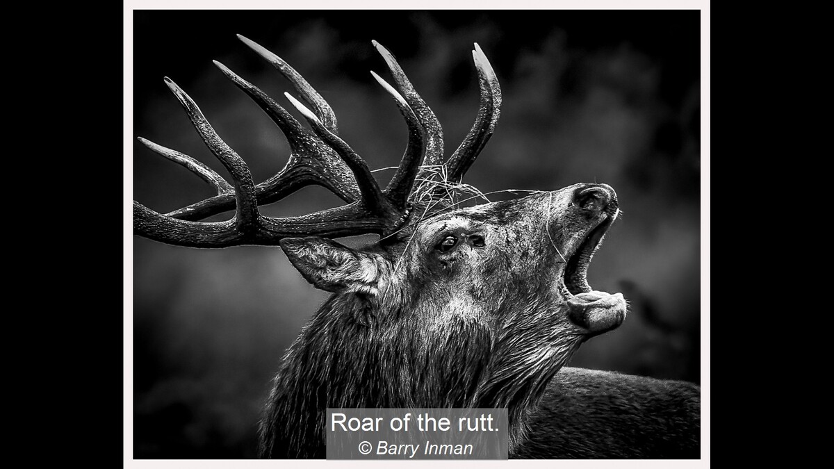 Roar of the rutt